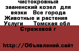 чистокровный зааненский козел  для вязки - Все города Животные и растения » Услуги   . Томская обл.,Стрежевой г.